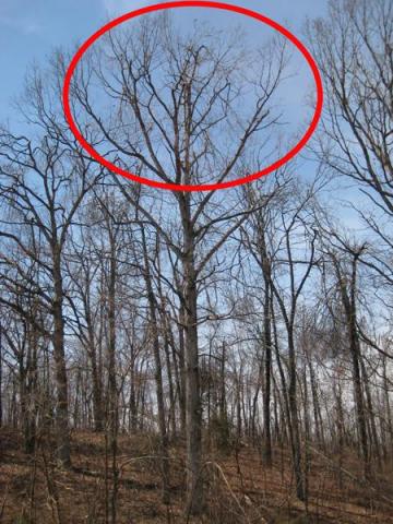 moderate tree limb damage